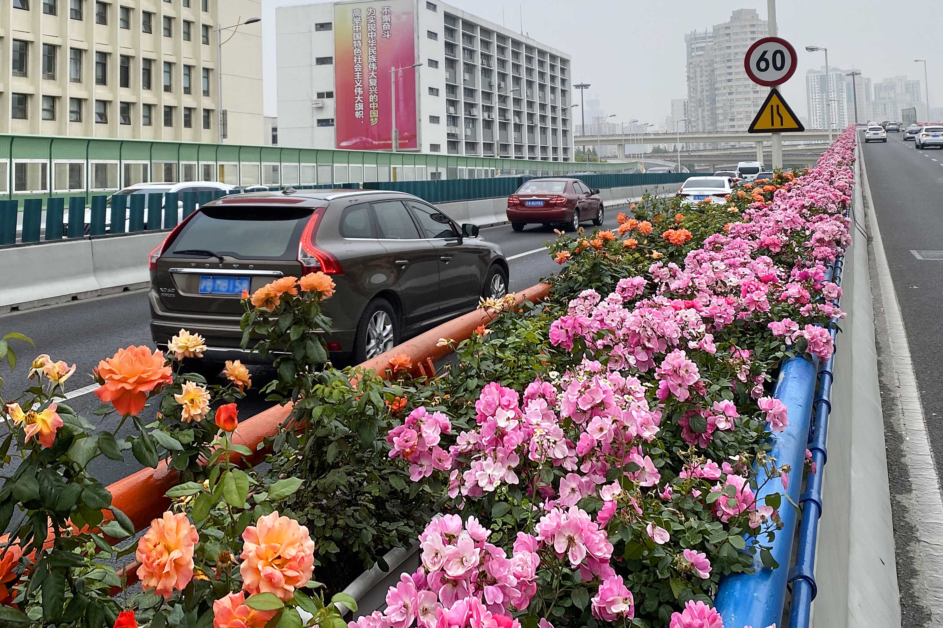 上海高架花卉盛开，成为都市新风景线