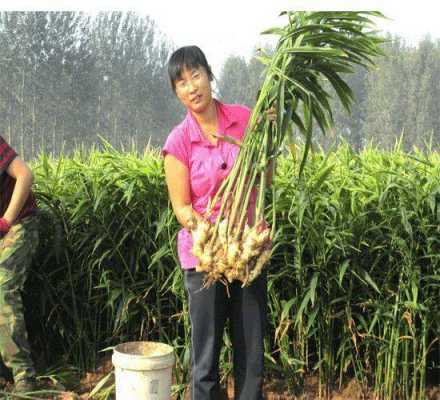 昌邑姜最新价格与种植技术实地考察数据应用探讨_实地考察报告