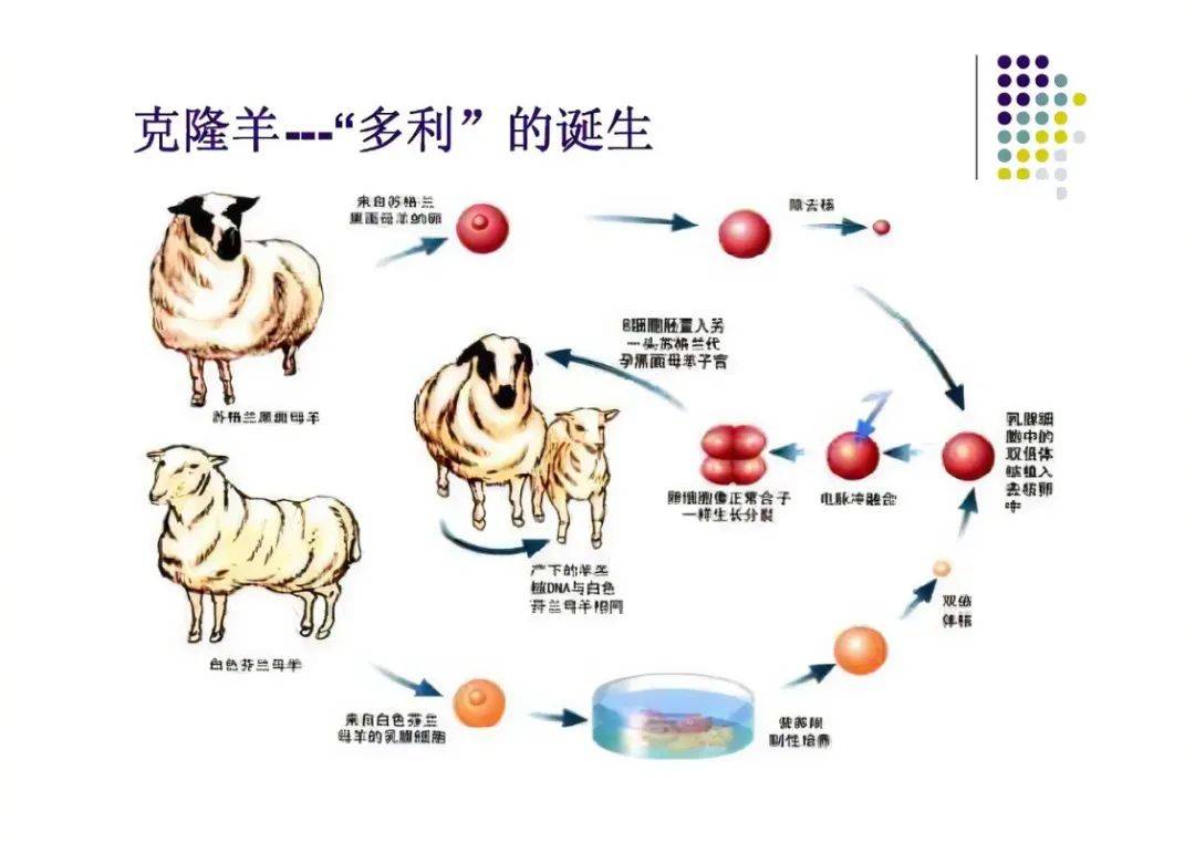 克隆技术最新进展揭秘，探索生命奇迹的新纪元数据整合设计执行报告GT82.246