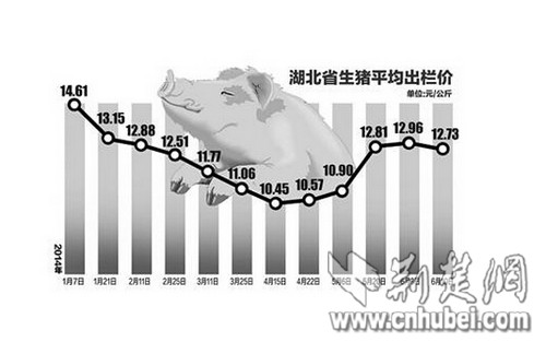 湖北最新猪价及市场走势深度解析，影响因素、设计策略与完整分析报告