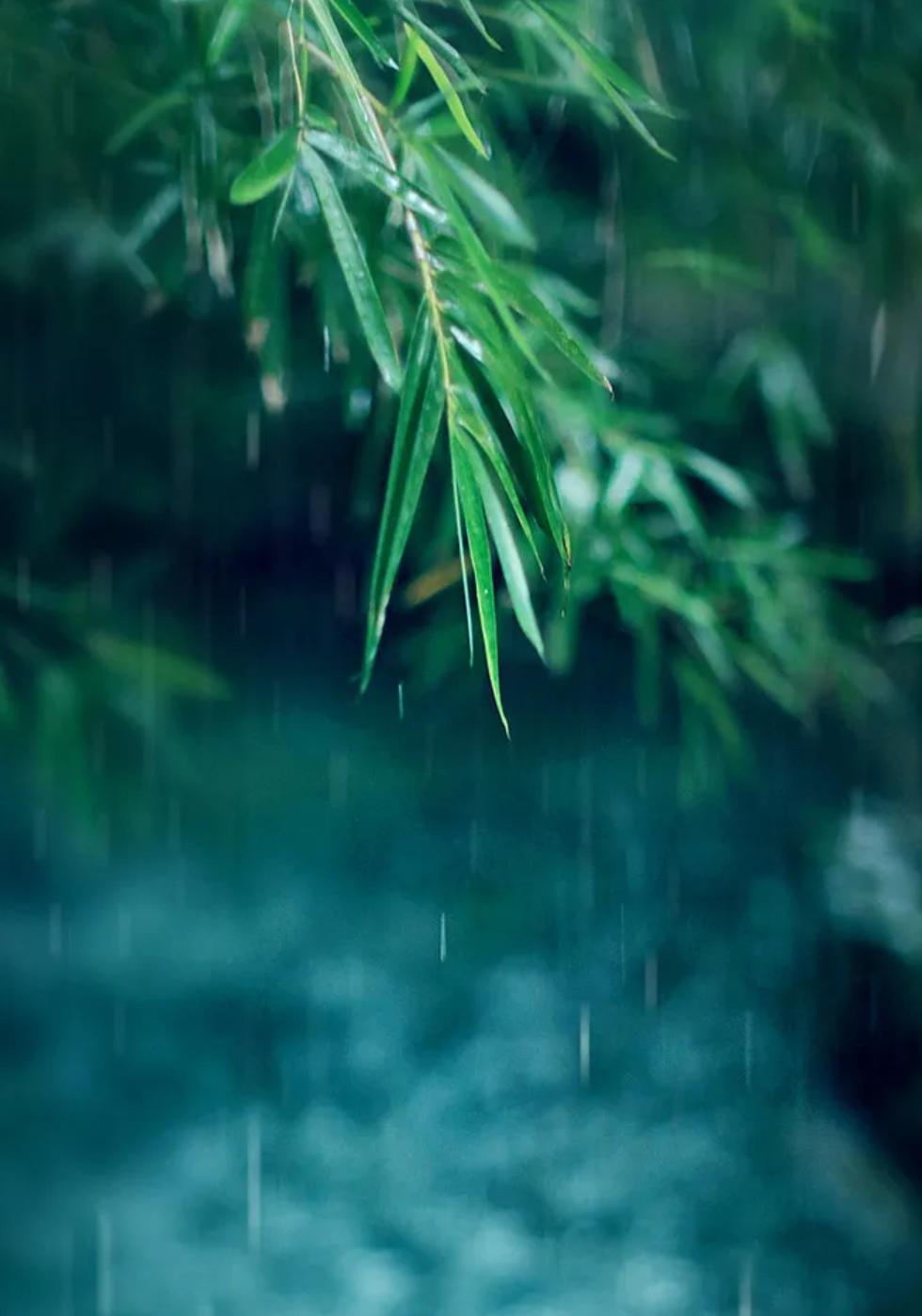 雨的世界探索，自然奥秘与情感体验的Harmony款图片解读