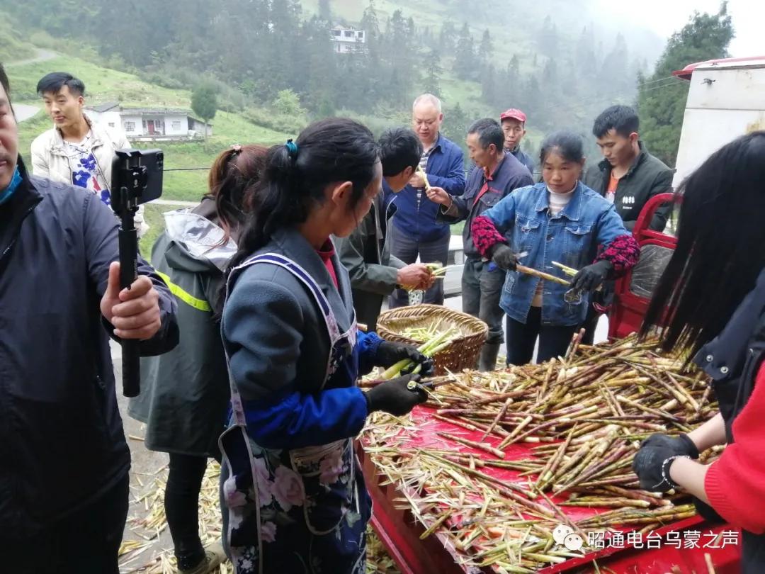 镇雄县最新房屋出售解析，探寻理想居所新篇章，高效策略设计专业指南