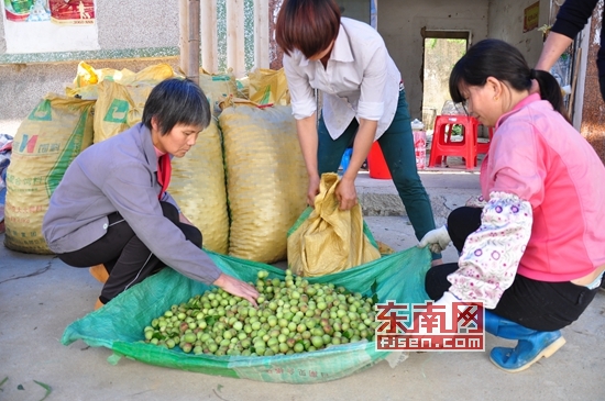 诏安青梅收购市场新动态揭秘，鲜果盛宴背后的深层数据与执行豪华报告